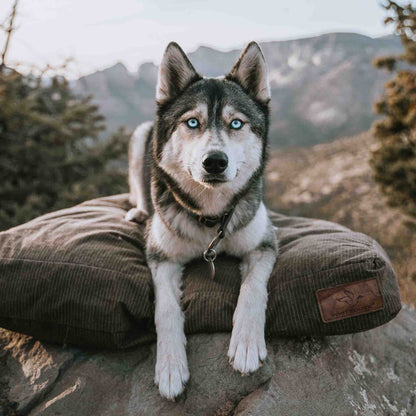 WDO Dog Bed