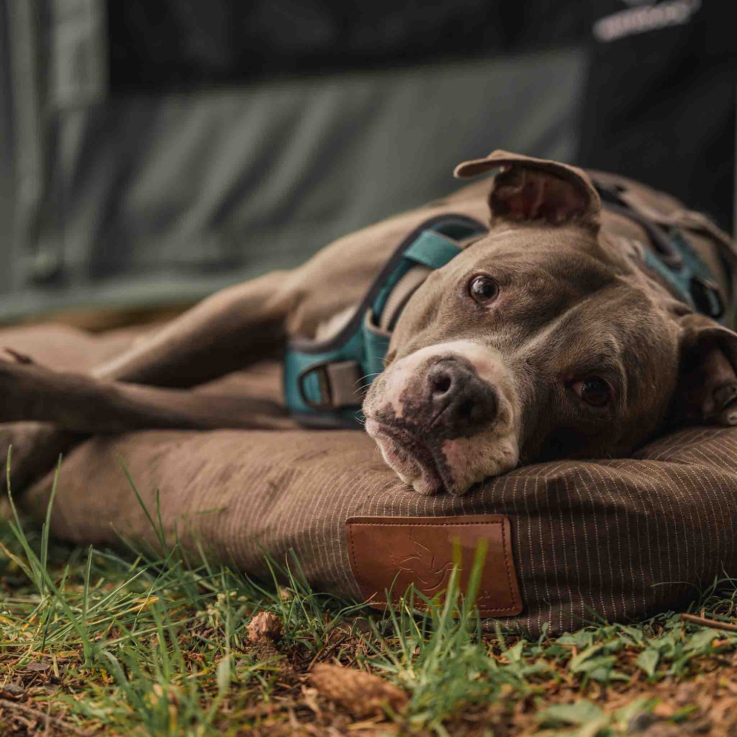 WDO Dog Bed